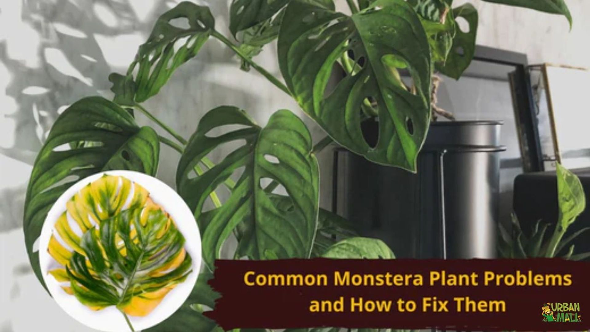 biophytum sensitivum plant Biophytum sensitivum
