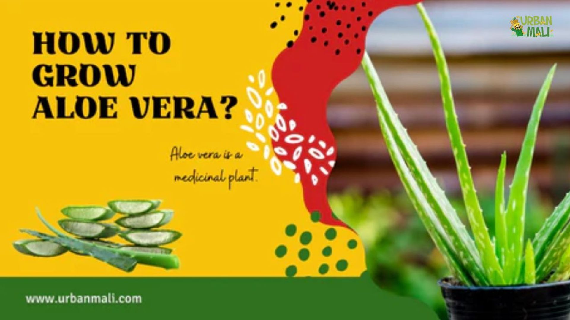 How to Grow Aloe vera?