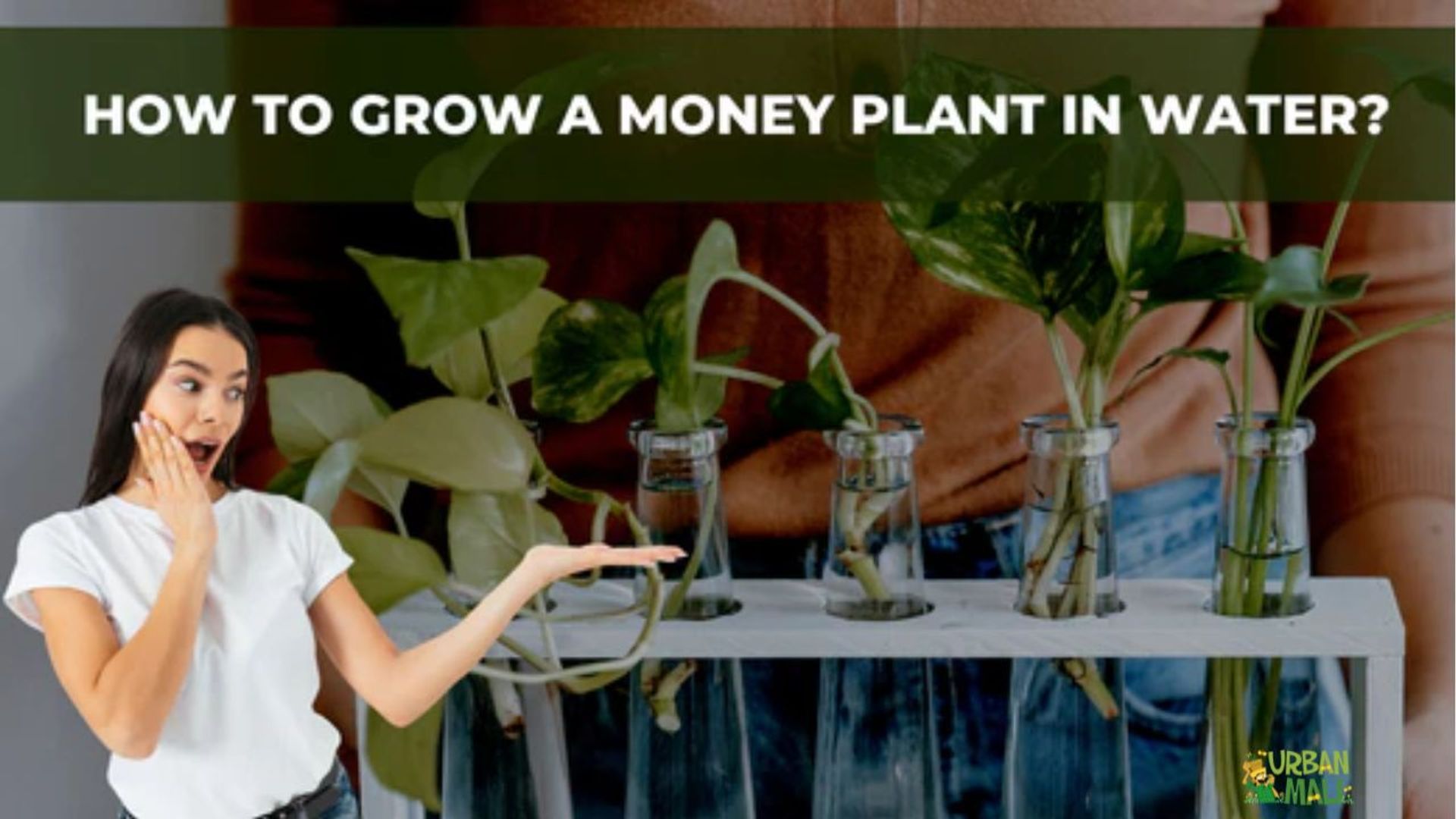 How to Grow a Money Plant in Water?