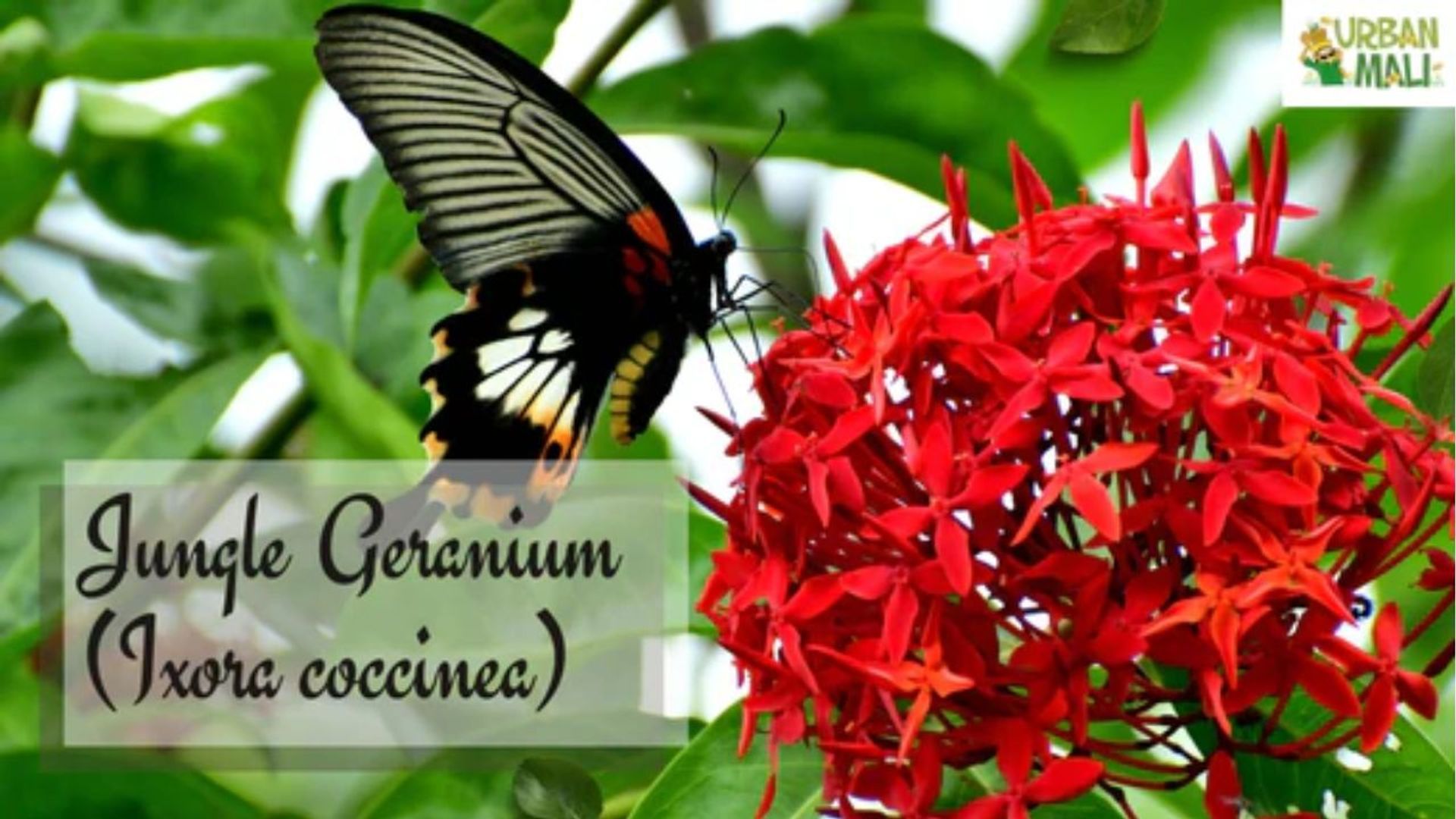 jungle geranium is not a true geranium and that's why it's pet safe for dogs & cats, but it is a pollinator magnet for butterflies, birds & bees