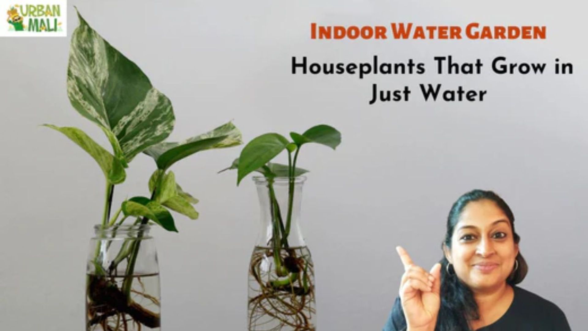 Indoor plants that can grow in water