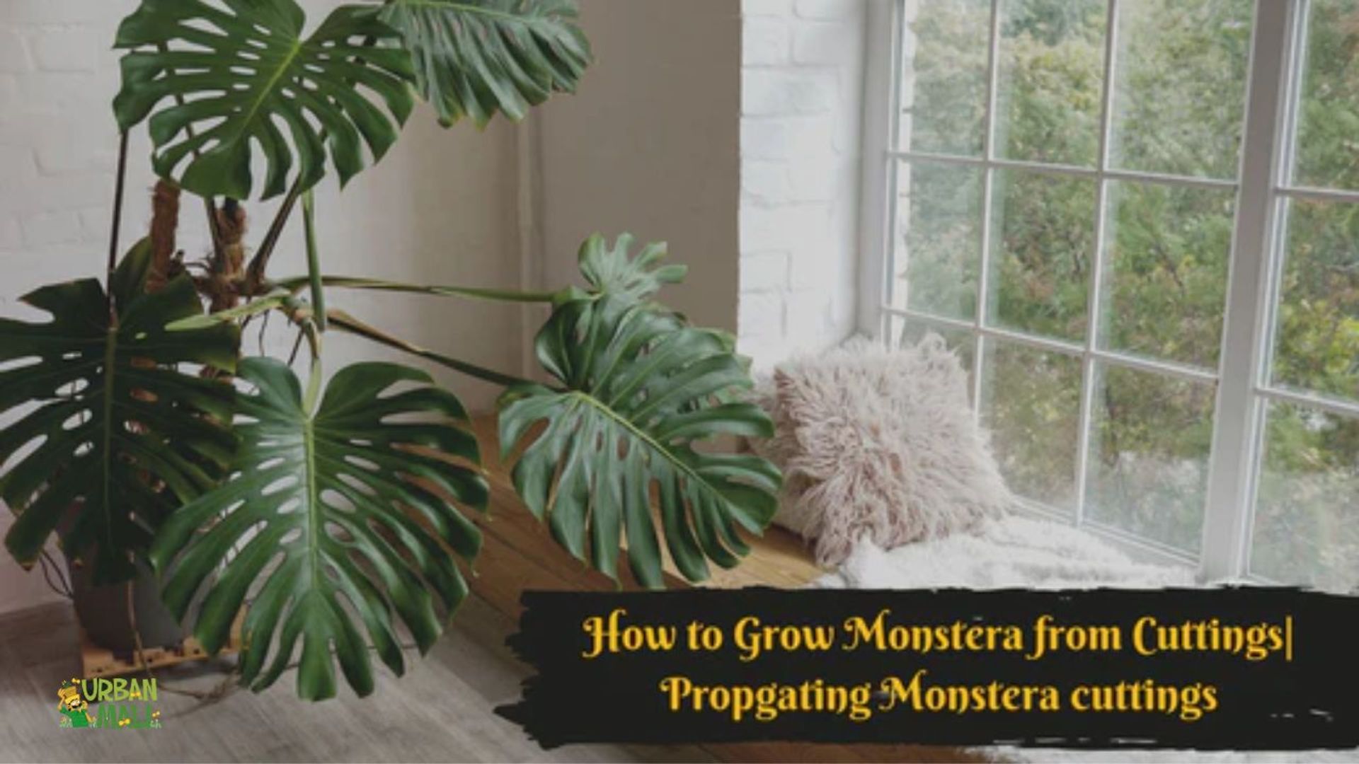 How to Grow Monstera from Cuttings| Propgating Monstera cuttings