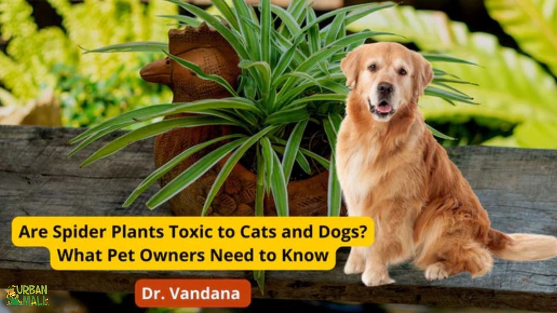 Are Spider Plants Toxic to Cats and Dogs? What Pet Owners Need to Know