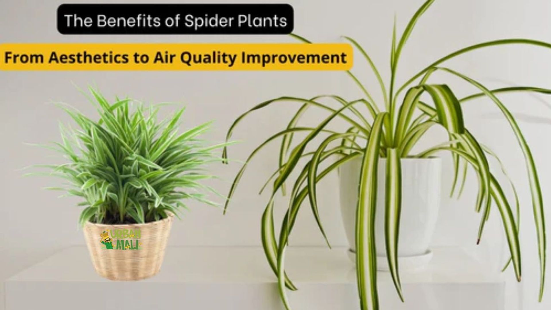 The Benefits of Spider Plants-From Aesthetics to Air Quality Improvement