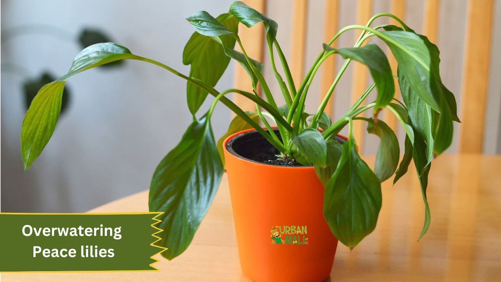 japanese pothos Teruno Japanese Global Pothos main image 0