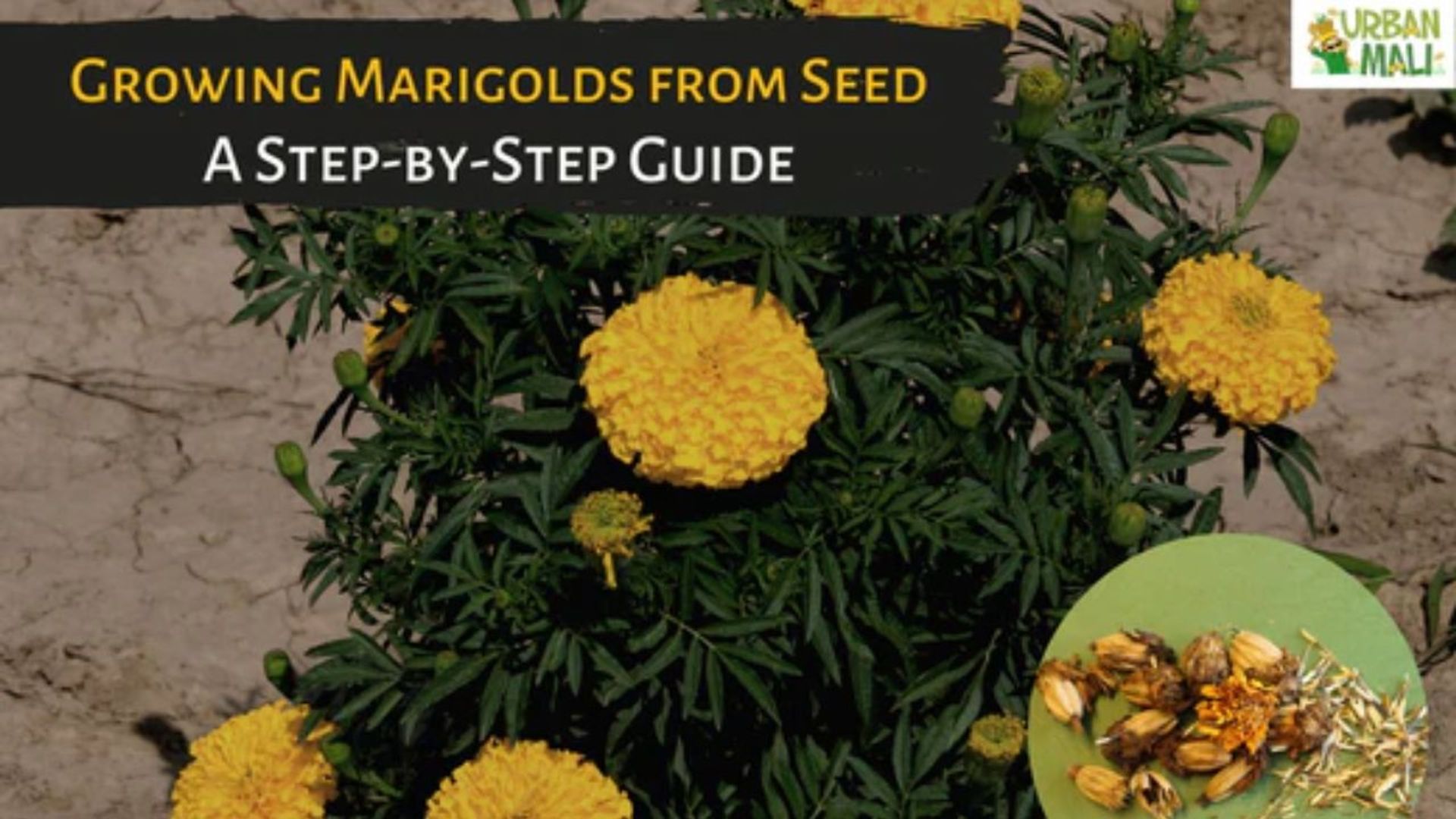 Growing Marigolds from Seed- A Step-by-Step Guide