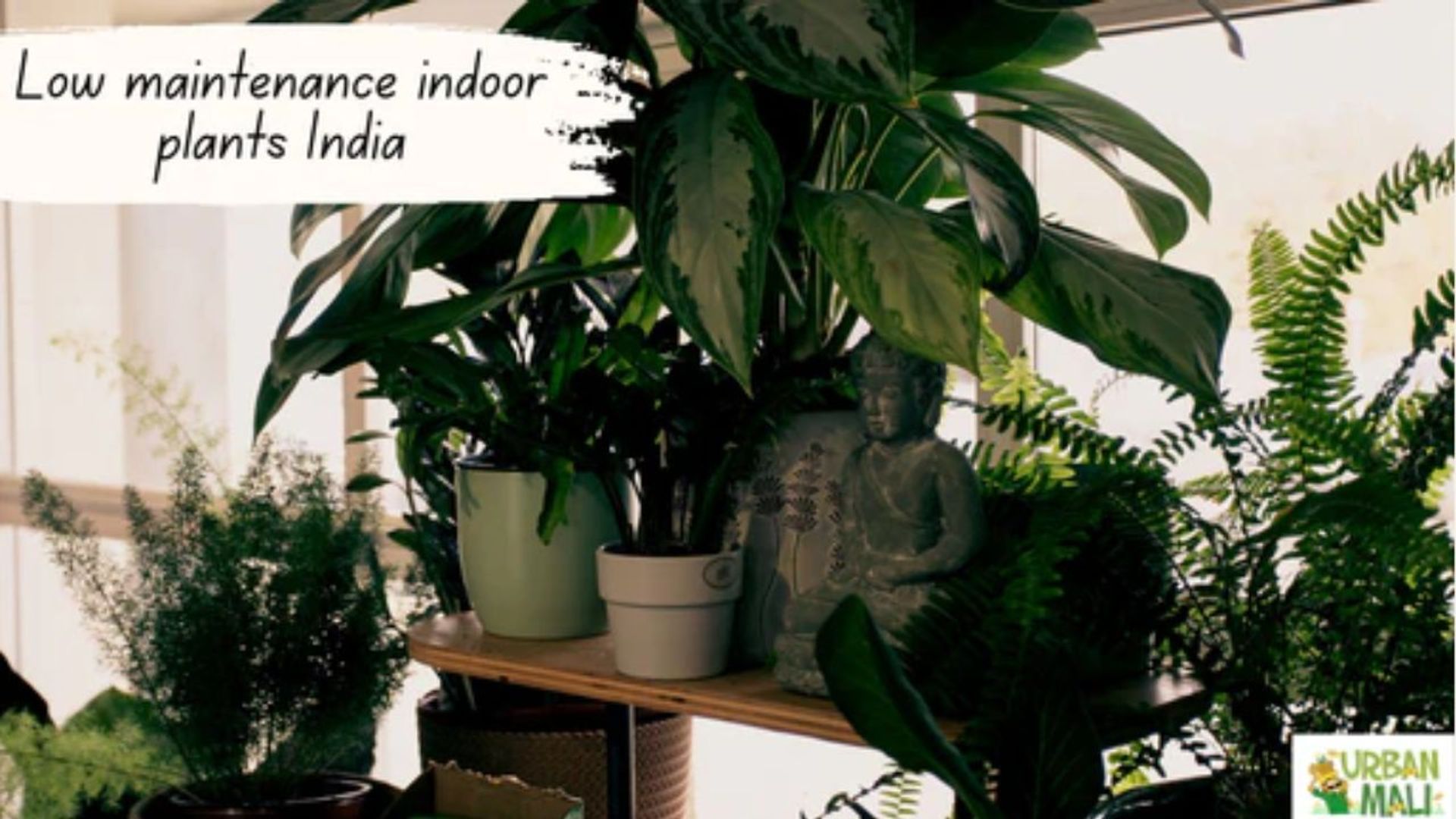 Low maintenance indoor plants India