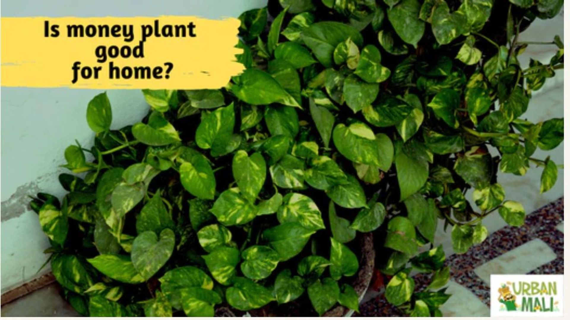 Is money plant good for home?
