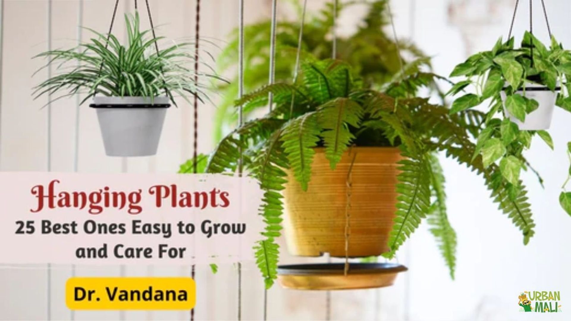 Hanging Plants - 25 Best Ones Easy to Grow and Care