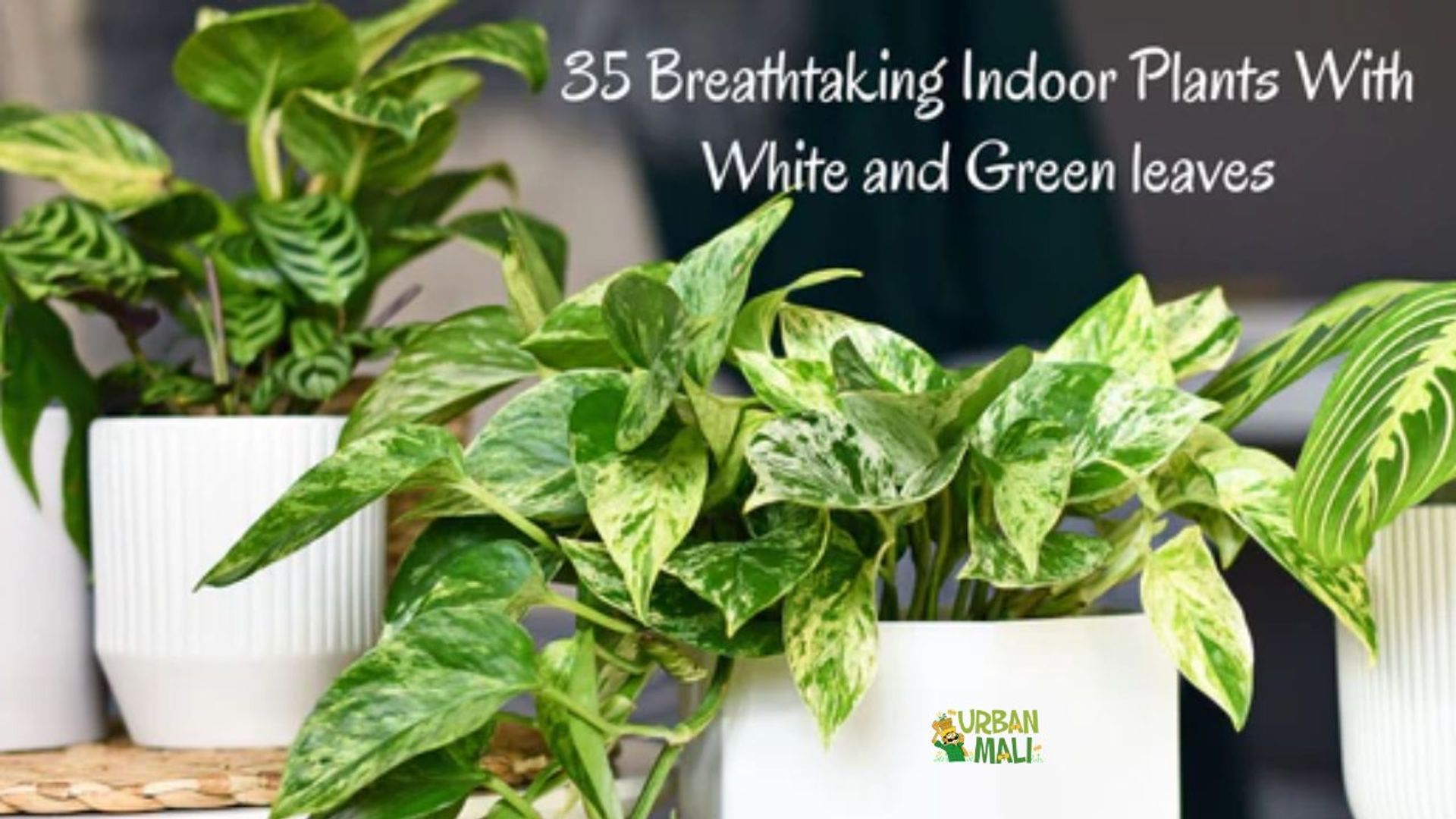35 Breathtaking Indoor Plants With White and Green leaves