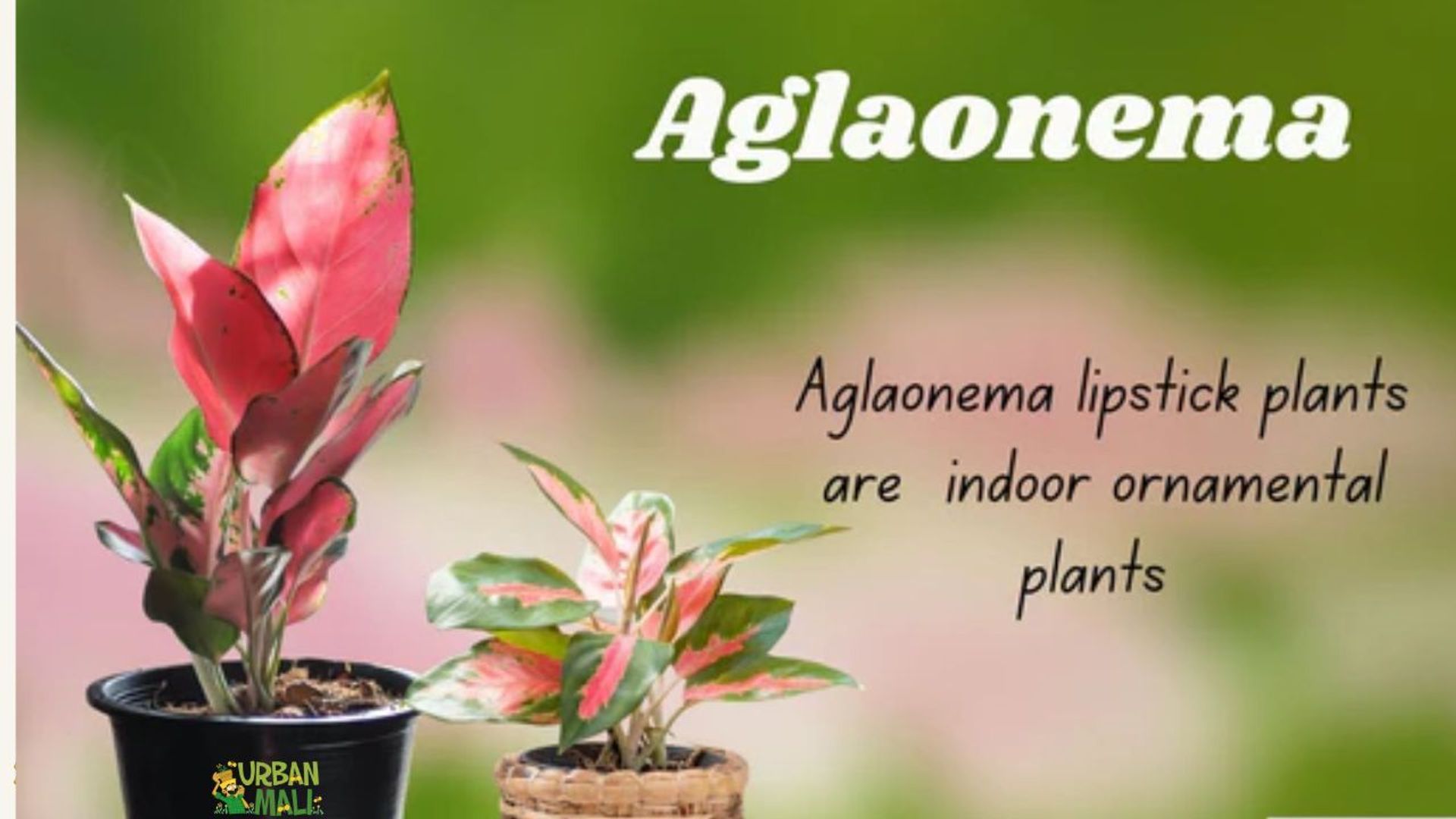 さぎこう 　Aglaonema Lip Stick Aechmea C Ｈ Aglaonema Lipstick Plant