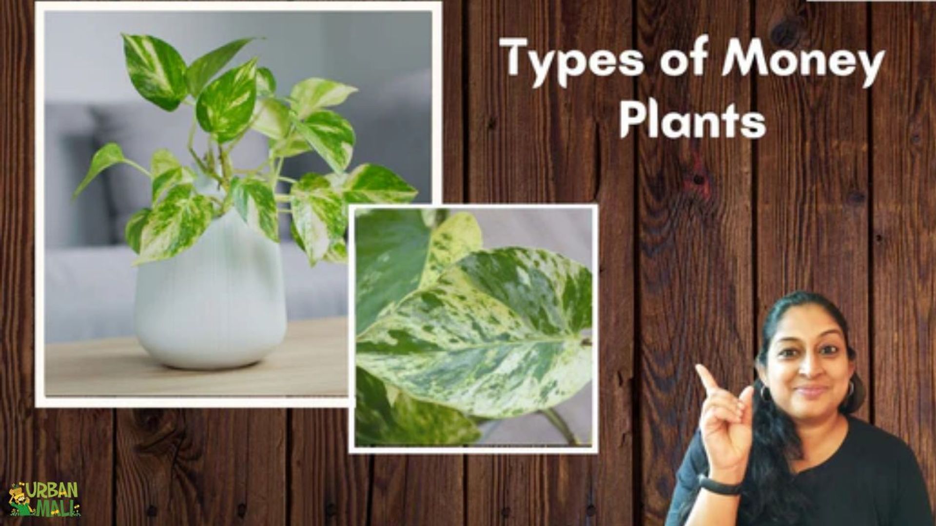 Types of Money Plants