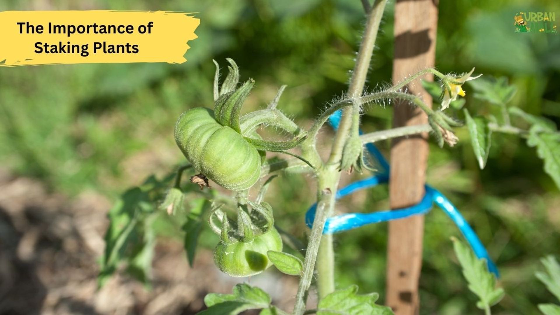 The Importance of Staking Plants-How to Stake Your Plants for Better Growth