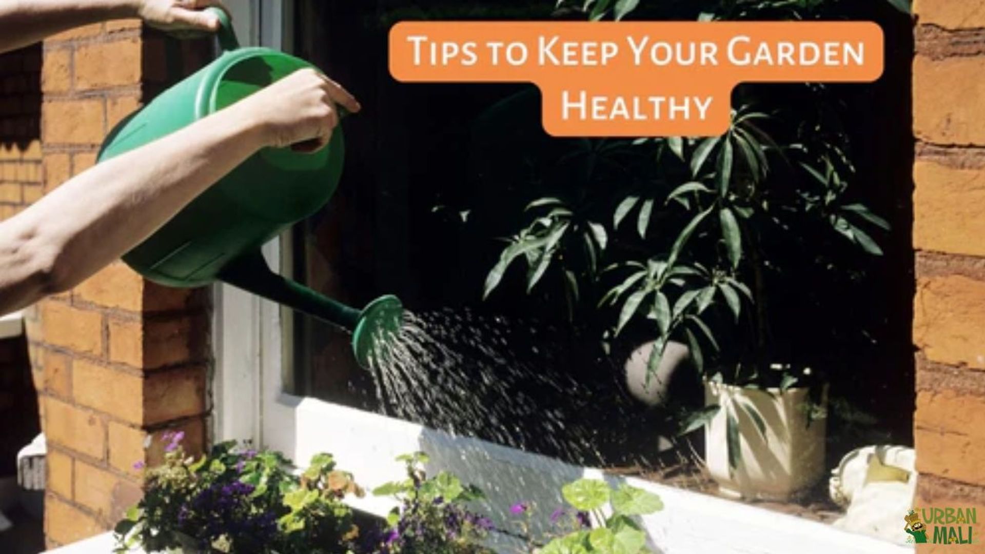 How to Keep Garden Plants Healthy: Expert Tips Revealed