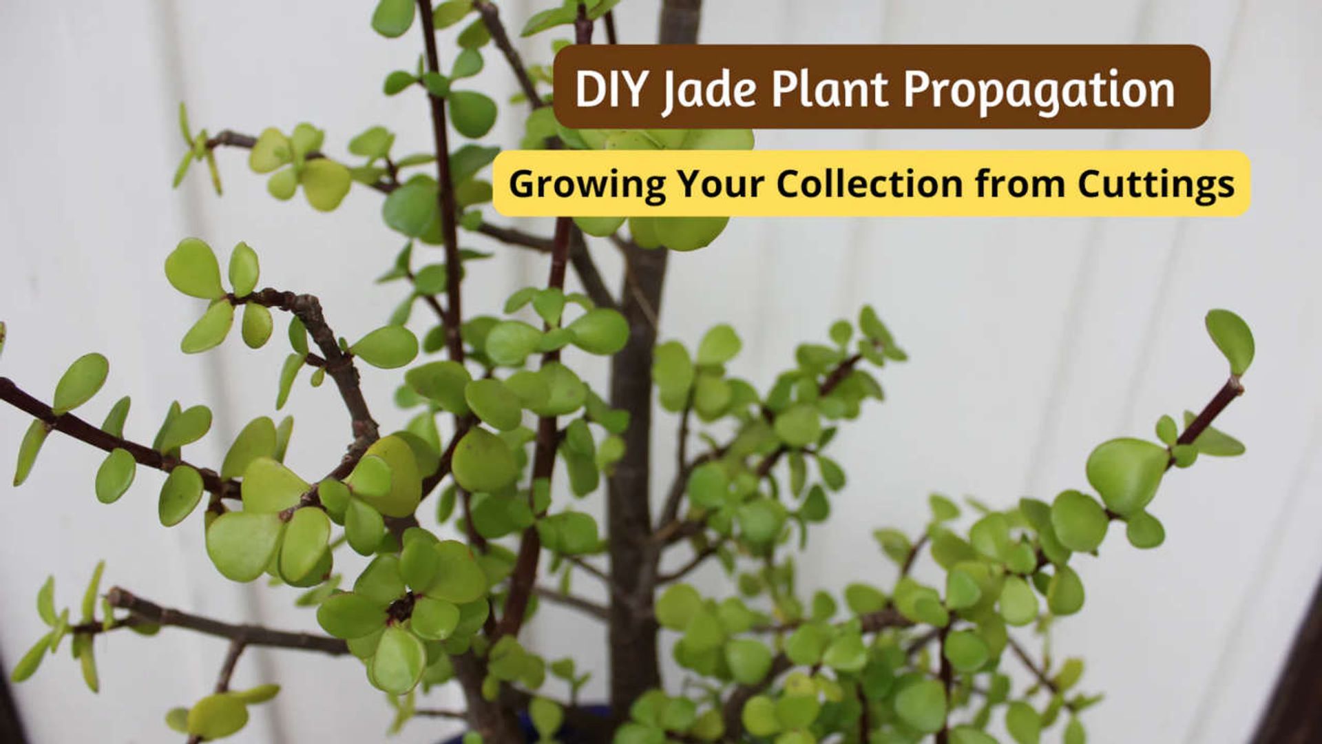 buy philodendron melbourne Philodendron werkhoveniae – Plant Collector Melbourne main image 1