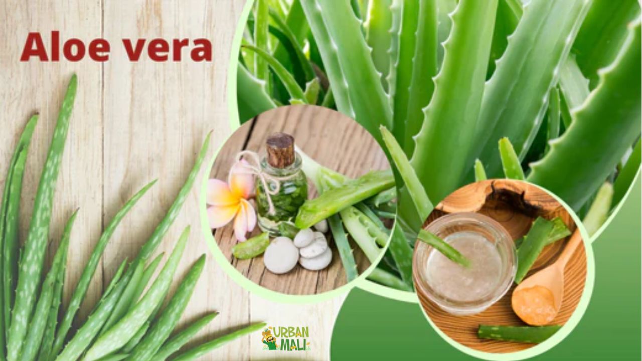 Lole sara (Aloe vera)