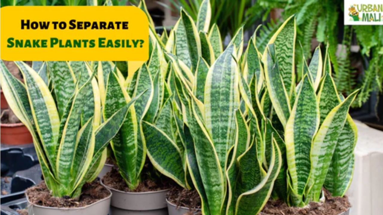 How to Separate Snake Plants Easily?