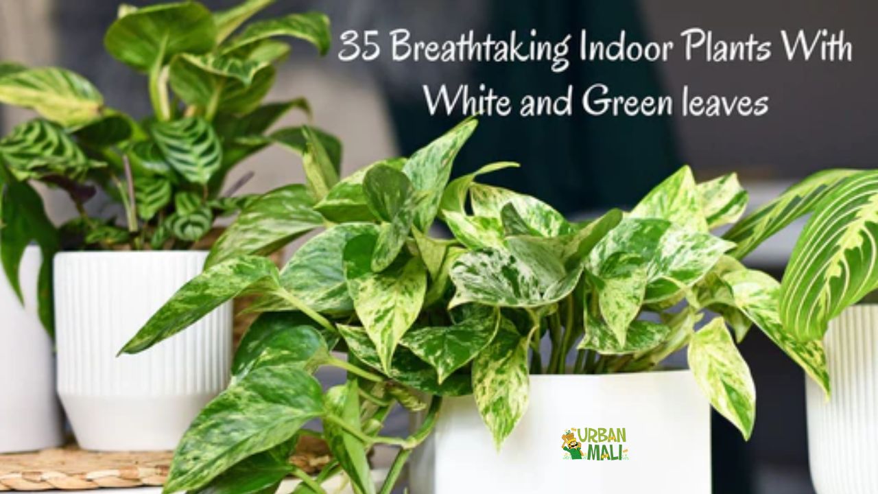 lively root money tree Money Tree | Indoor Plants
