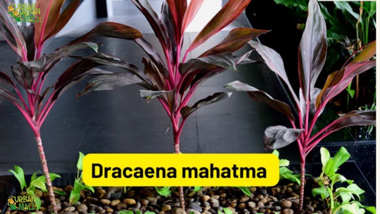 Dracaena mahatma plant