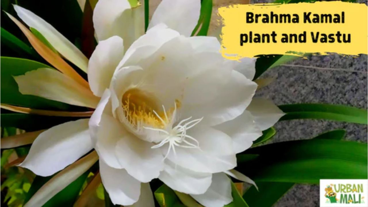 brahma kamalam plant Buy Brahma Kamal