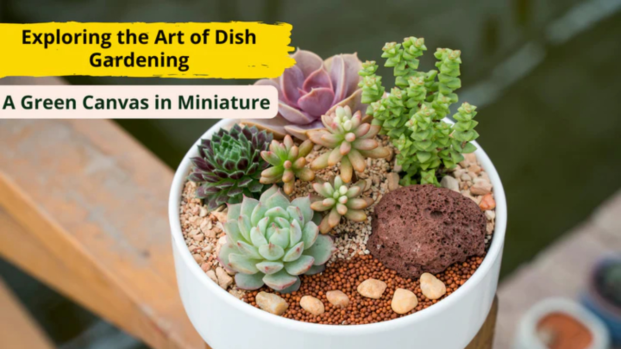 Exploring the Art of Dish Gardening - A Green Canvas in Miniature