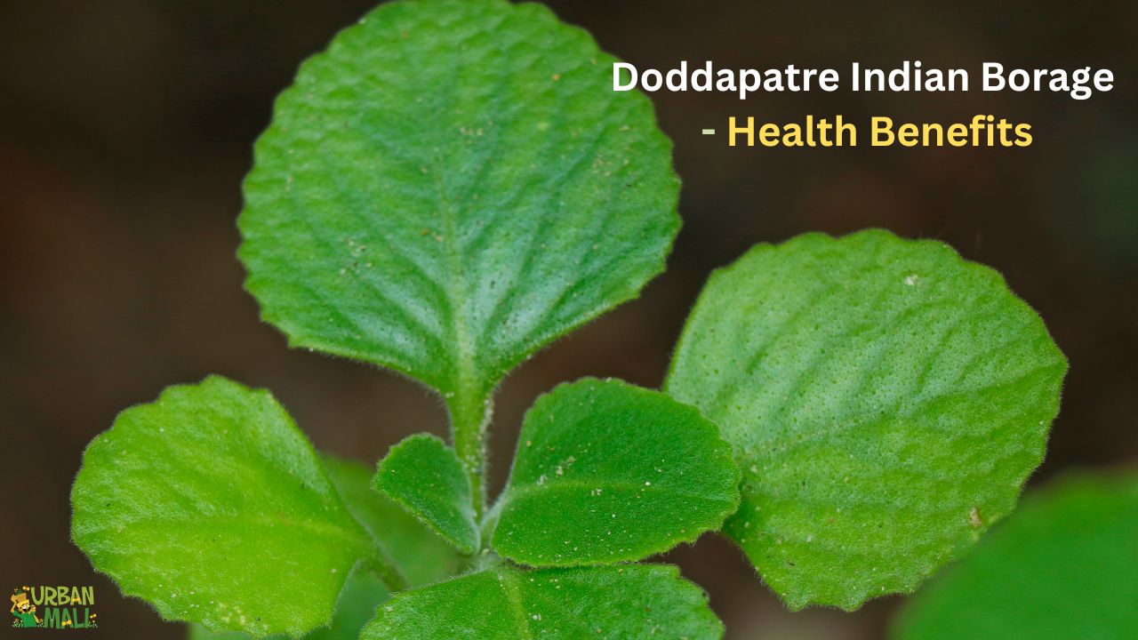Doddapatre Indian Borage - Health Benefits
