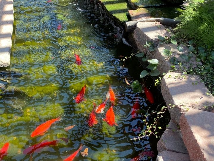 Koi Ponds