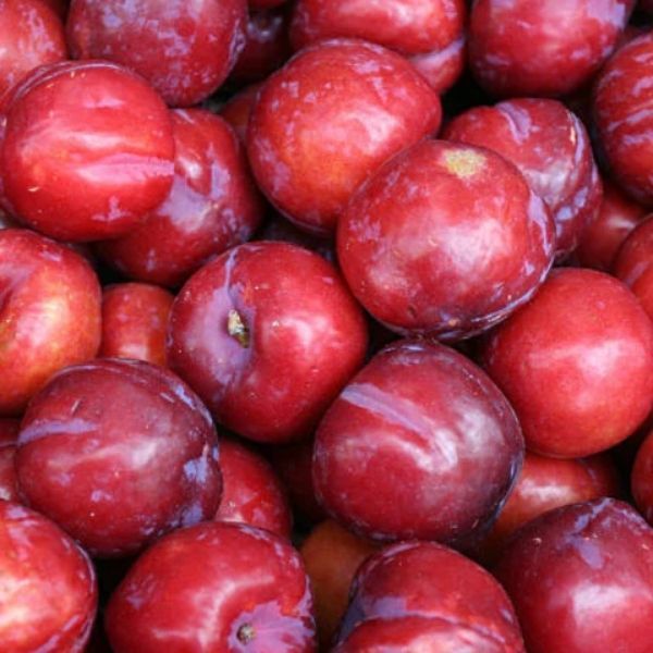 Hiromi Red Plum - A Fruit of Exquisite Flavor and Beauty