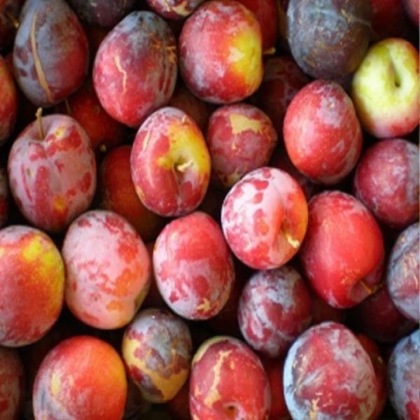 Hiromi Red Plum - A Fruit of Exquisite Flavor and Beauty