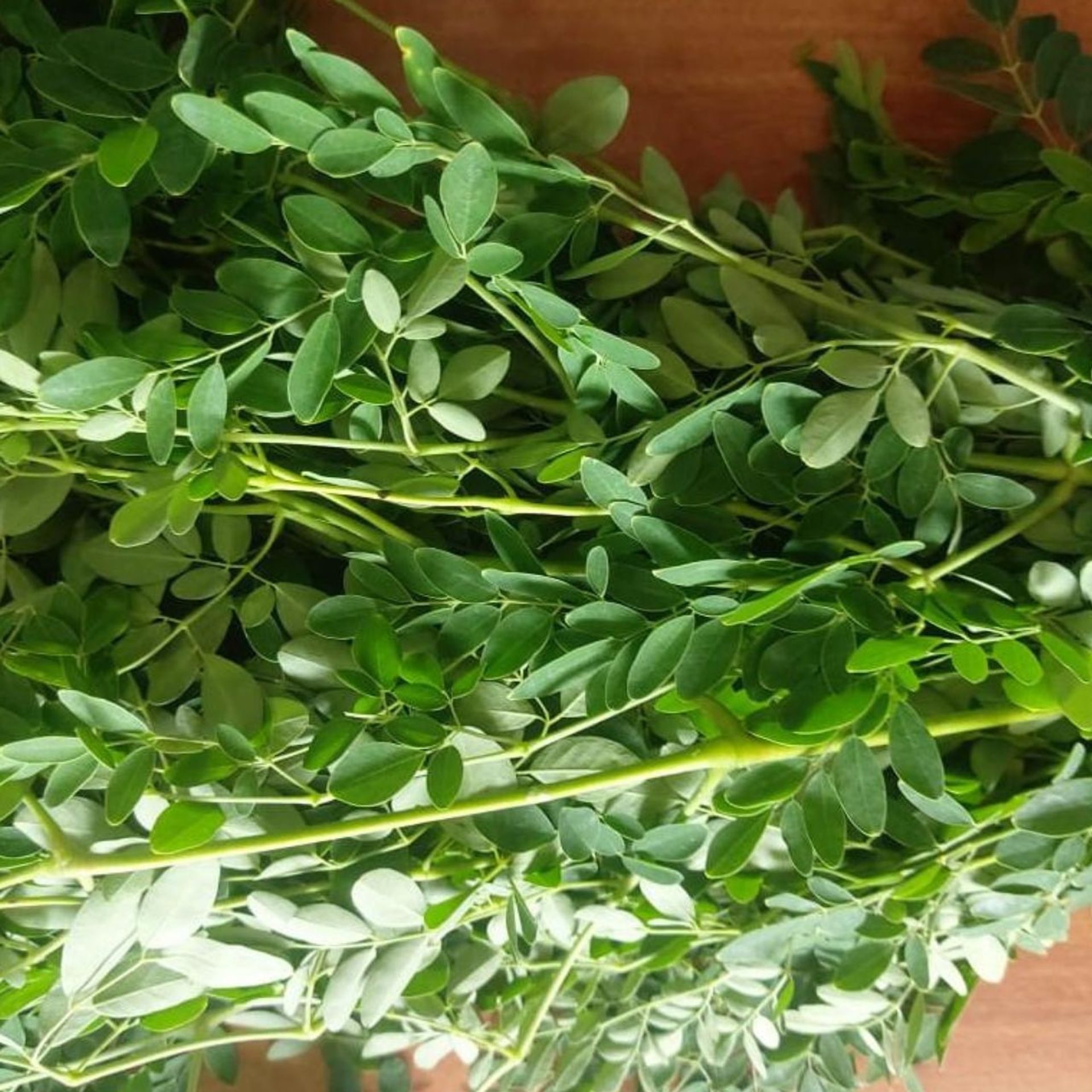 Drumstick Leaves