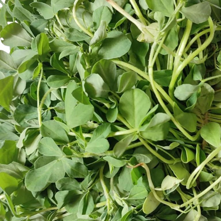 Methi Leaves | Menthya- 1 Bunch