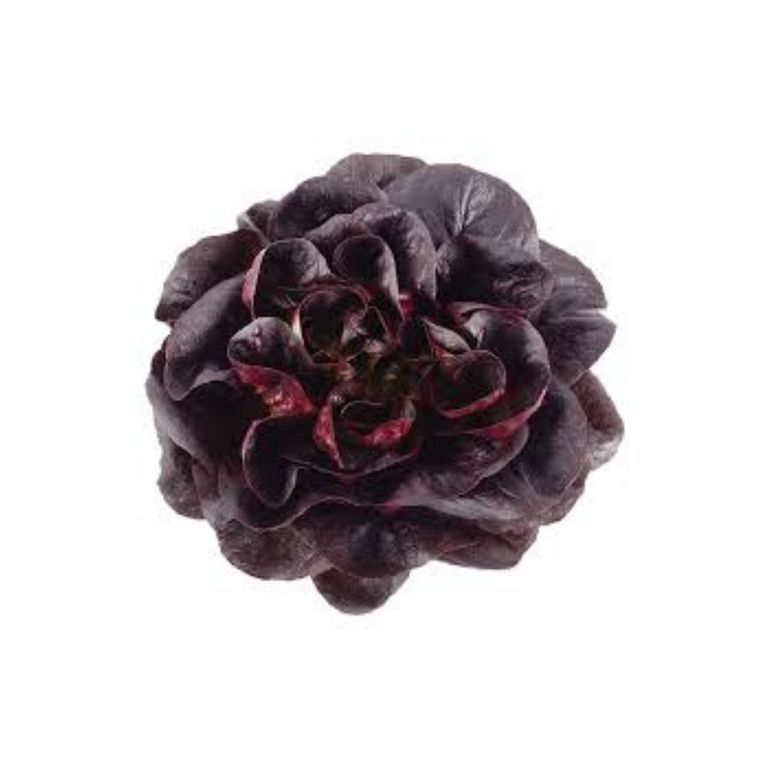 Red Butter Head Lettuce