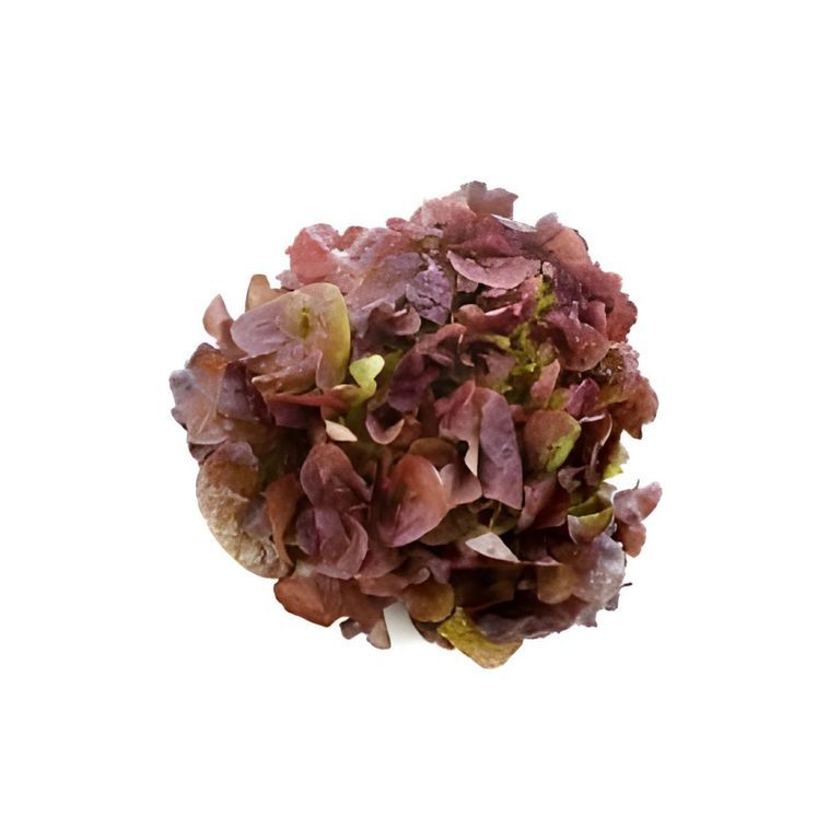 Red Oak Lettuce